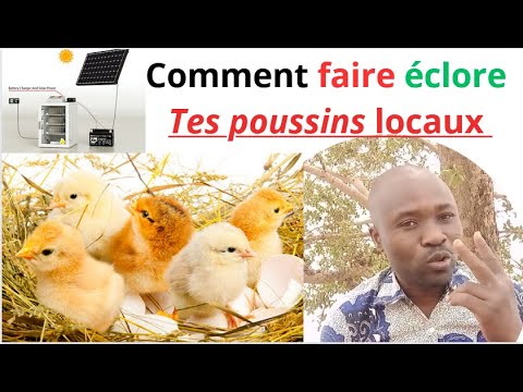 , title : 'Les Poules Locales: Comment faire naitre les poussins?'