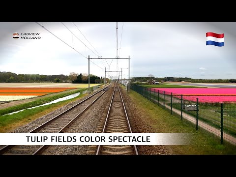 🇳🇱 Driving a Train across Tulip Fields: Den Haag - Amsterdam CABVIEW 2025