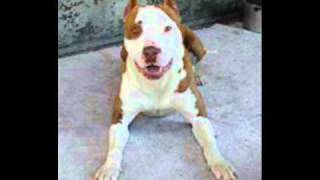 los Razos narcos y perros