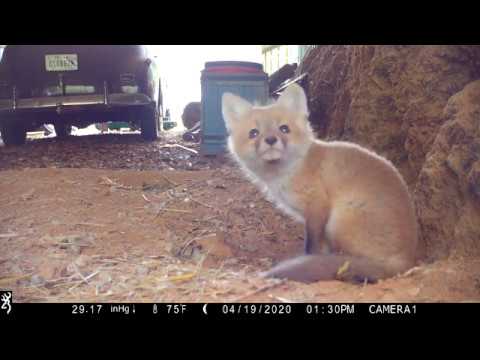 Red fox kit purr/growl. Turn up the volume!