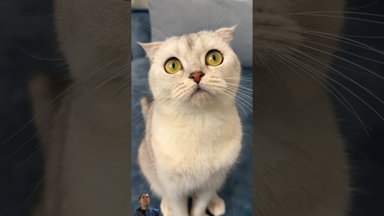 papins31😁#shorts #funnyvideos #funny #viral #cat #pets #animals #cats