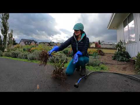 How To Clean & Wash Your Dahlia Tubers For Winter Storage