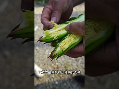 【城鄉島遊】島遊帶你玩｜這次帶你勇闖彰化北斗火龍果園區