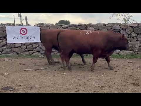9703 0337 9730 SA – Cabaña El Albardón – RED ANGUS