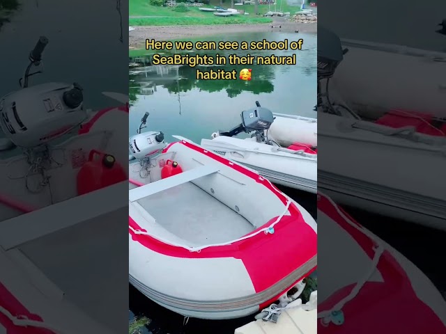 END OF SEASON Sale -SeaBright Inflatable Boats RIBs RHIBs in Other in City of Halifax
