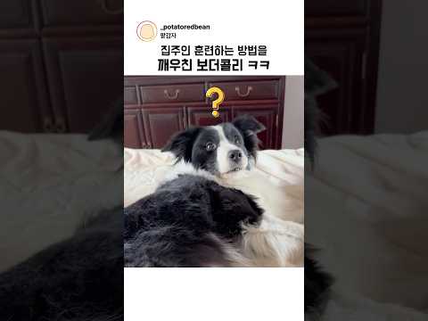 집주인 훈련하는 방법을 깨우친 보더콜리 ㅋㅋ