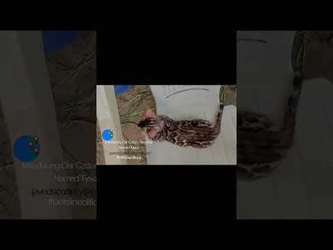 JAVED'S CATTERY 9880463643