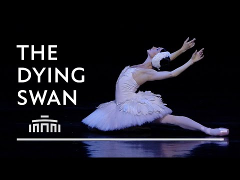 The Dying Swan (performance clip) - Dutch National Ballet