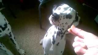 Buffy being very good but camera shy or something