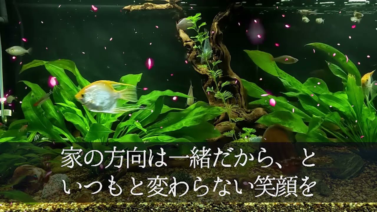 事故で婚約者を失った社長令嬢　正体を明かさないまま…【朗読】