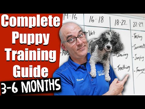 Your Complete Puppy Training Schedule 12 - 24 Weeks!