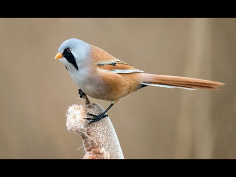 Bearded reedling 1h bird sound