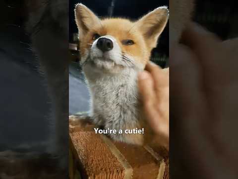 Wild Foxes Visit Her 😍