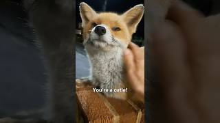 Wild Foxes Visit Her 😍