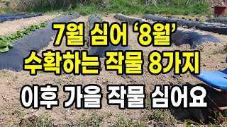 7월에 심어 8월 수확하는 작물 8가지 이후 가을 작물 심어요