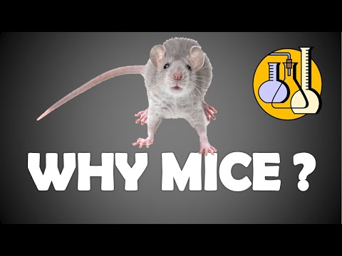 Why do use mice as experiment?
