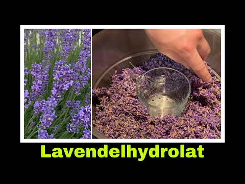 duftendes Lavendel Hydrolat mit dem Dampfentsafter herstellen | Selbstversorgung: Lavendelwasser