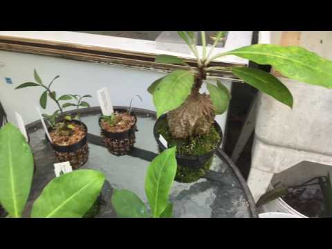 ANT PLANTS UPDATE: WE STILL AND HAVE ANTS AND NEW PLANTS!  1080p