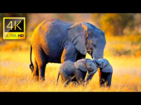African Wildlife  in 4K ULTRA HD with Relaxing Music