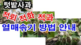 텃밭사과 적뢰, 적화, 적과 -열매솎기 방법 안내.(사과 재배, 사과 꽃 솎기, 사과 열매 솎기, 정화방, …