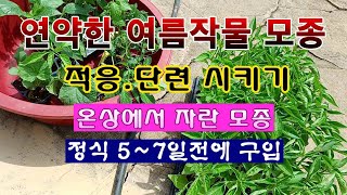[텃밭농부 181]  온상에서 자란 어린 모종을 단련 적응을 시키는 방법. #모종단련
