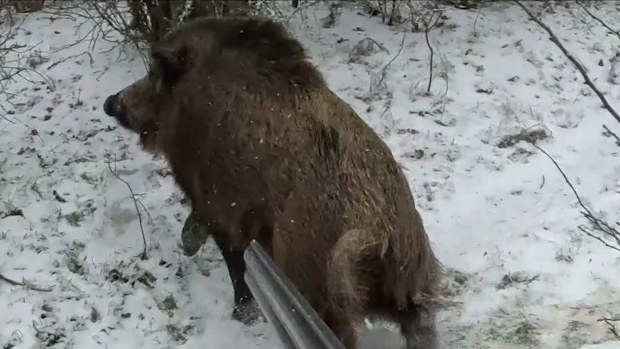 Прогулка, притравка, охота