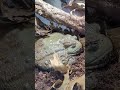 Huge Male Pixie Frog
