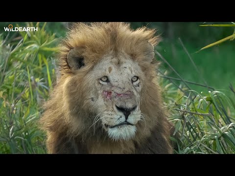 SafariLIVE Sunset - 16 January 2026