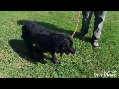 ADOTTATO COKE vecchietto mix cocker