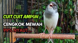 Download lagu KENARI GACOR Cuit CUIT BIRAHI SUARA Kenari MASTERAN TERBAIK UNTUK PANCINGAN & MASTERAN Kenari PAUD mp3 Download lagu KENARI GACOR Cuit CUIT BIRAHI SUARA Kenari MASTERAN TERBAIK UNTUK PANCINGAN & MASTERAN Kenari PAUD mp3