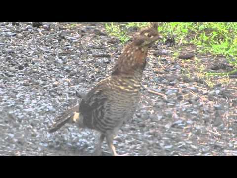 Ruffed Grouse