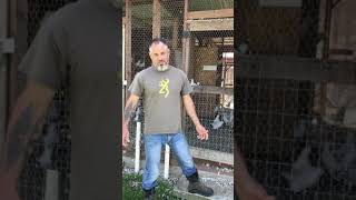 Raising pigeons for money / Squab ranch # utility bird #Laz Delgado
