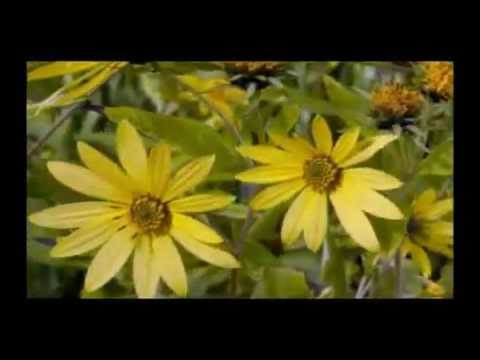 Samira Said NIFSSI ATKALIM.