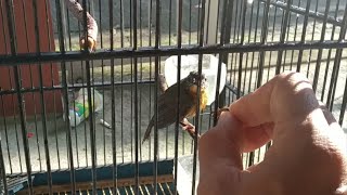 Download lagu PENJINAKAN TLEDEKAN GUNUNG (TERAPI LAPAR) mp3