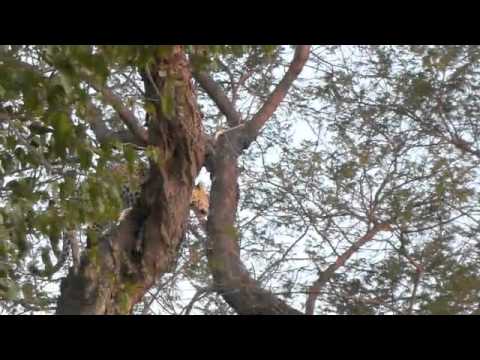 Leopard in tree 1