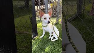 Video preview image #1 Chihuahua-Unknown Mix Puppy For Sale in Pasadena, CA, USA