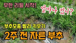 부추 키우기 2주 전에 자른 부추모종 얼마나 컸을까? 부추굵게 빨리 키워 먹는법 부추모종 한번 심어 무한리필…