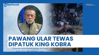 Detik-detik Pawang Ular Bah Kobra Tewas seusai Dipatok King Kobra, Masih Sempat Lanjutkan Atraksi