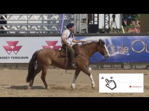 Freio de Prata 2016 - Carlota de São Pedro - Fêmeas