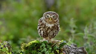 Little owl (Athene noctua). Maciej Knop Wildlife Photography