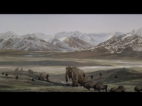 Alaska summer. Museum of the North. Bus 142