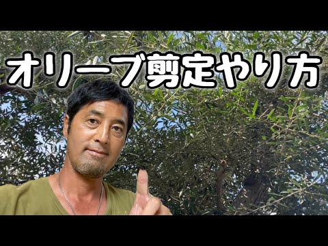オリーブの木の剪定はいつ行うべきですか？その理由と方法については、ガイドに従ってください。  庭園