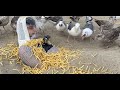 Seagull Fry Experiment I Ep 12