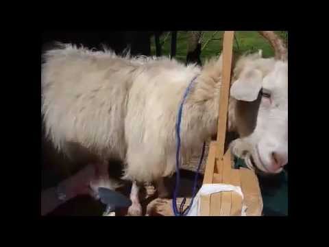 , title : 'How to Comb Cashmere Goats'