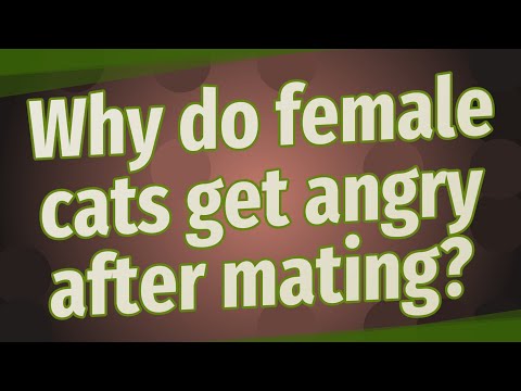 Why do female cats get angry after mating?