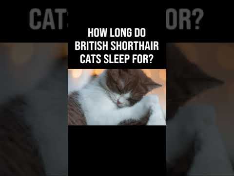 How Many Hours Do British Shorthair Cats Sleep For? #shorts