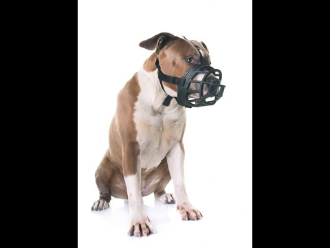 Belim's dog muzzle