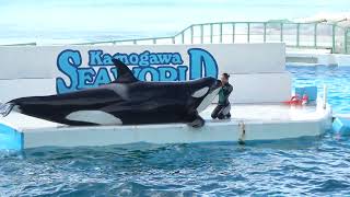 鴨川シーワールド シャチ パフォーマンス オーシャンスタジアム 2024.10.06 9H 4K