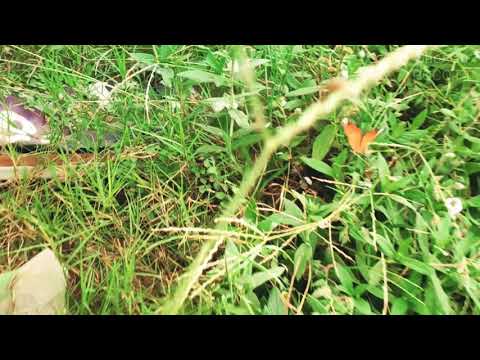 Ekaant - एकांत |Madskull