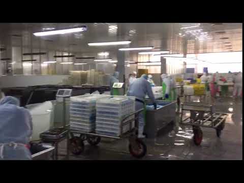 Processing Of Frozen Squid Tube